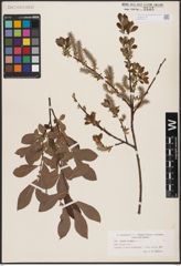 Foto von Salix aurita L.